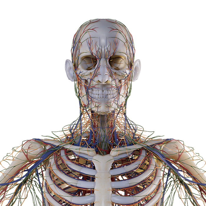 Nerves Layer